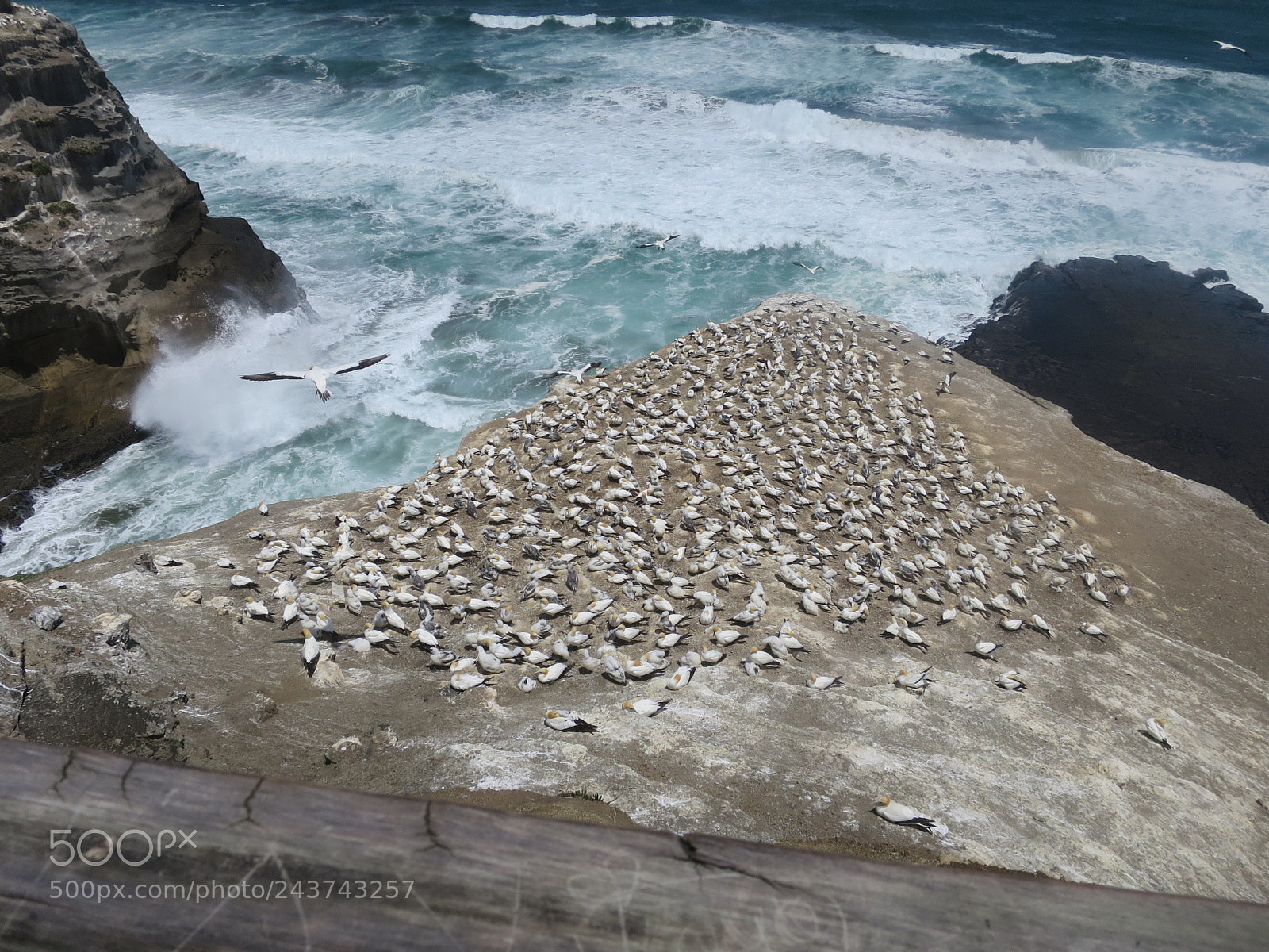 Canon PowerShot S120 sample photo. Gannet colony, new zealand photography