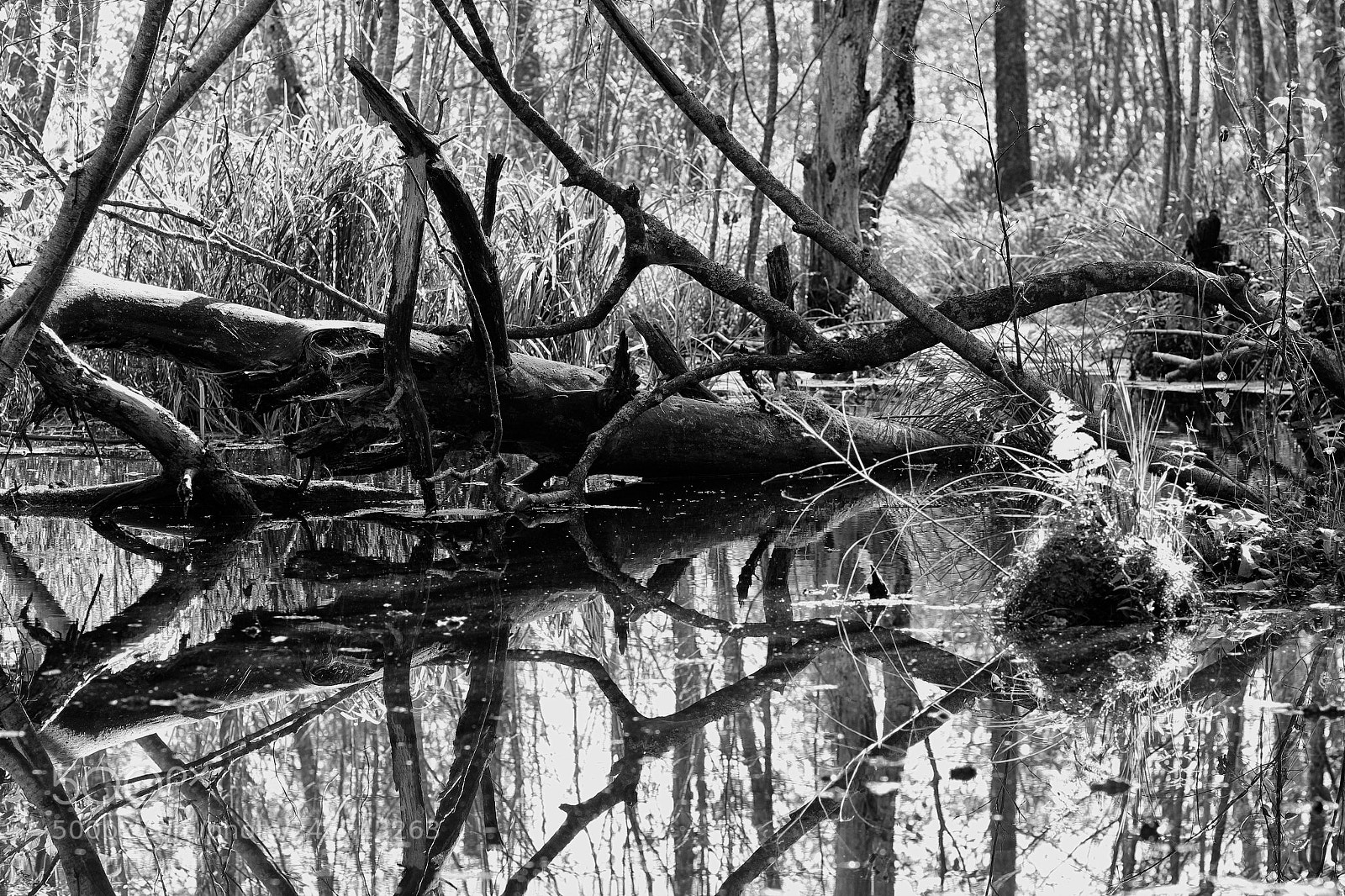 Canon EOS 1200D (EOS Rebel T5 / EOS Kiss X70 / EOS Hi) sample photo. Tree in the water photography