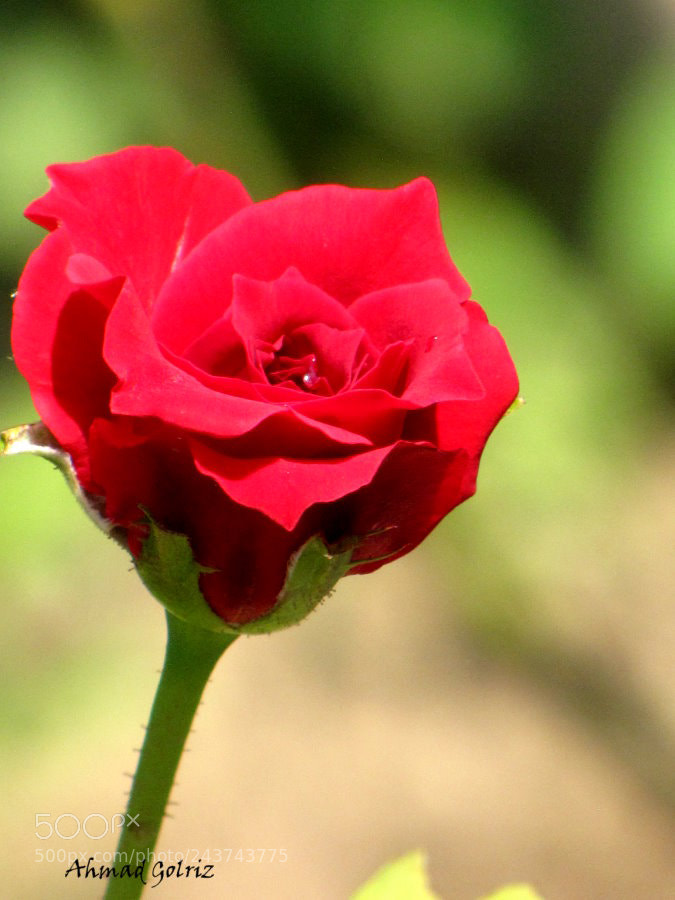 Canon PowerShot SX10 IS sample photo. Roz photography