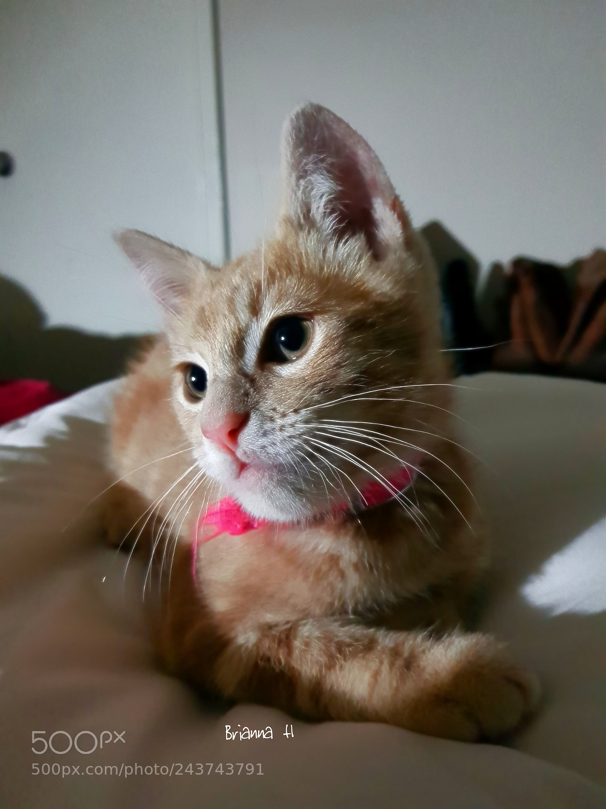 Samsung Galaxy S8 sample photo. Kitty photography