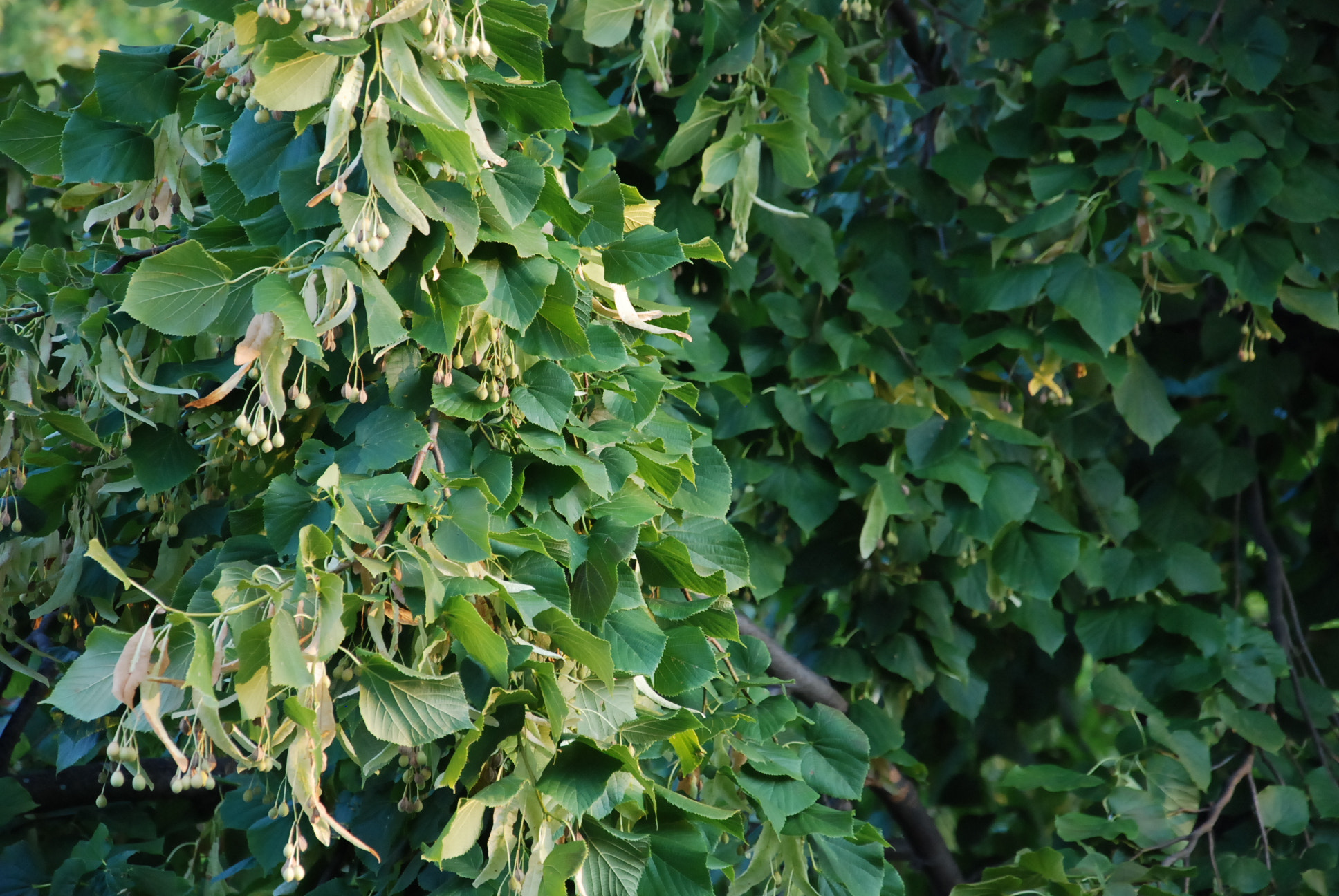 Nikon D80 sample photo. Breathing linden photography