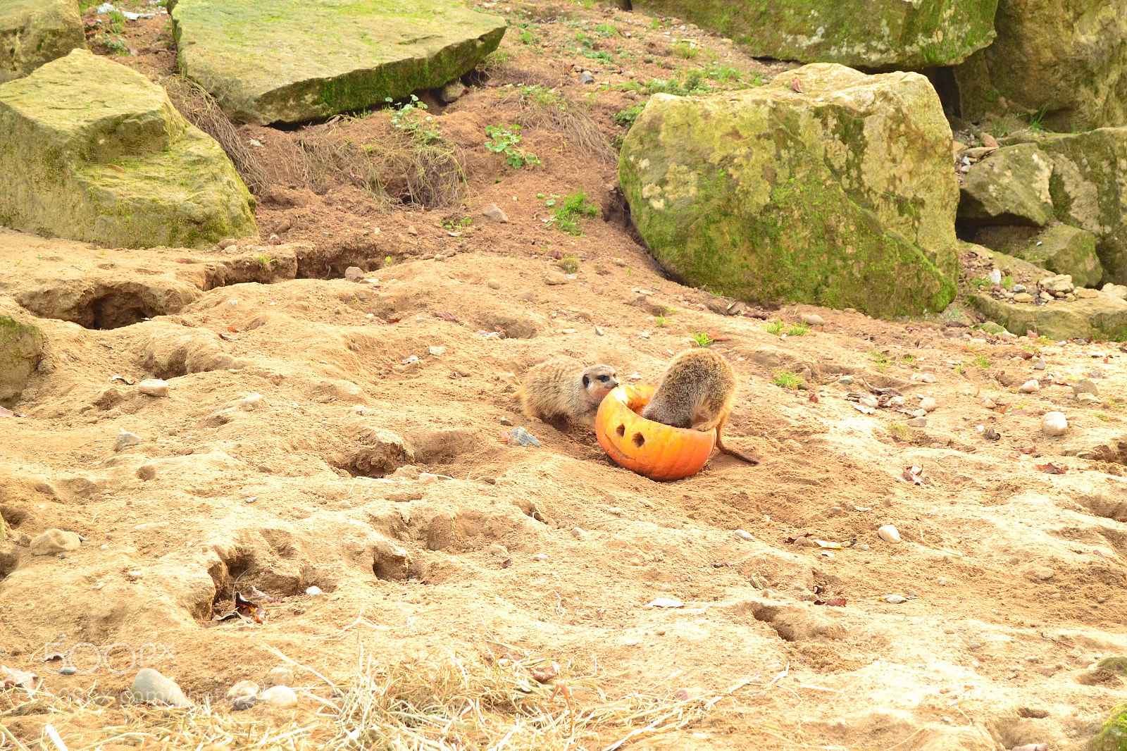 Nikon D3100 sample photo. Halloween 2 photography