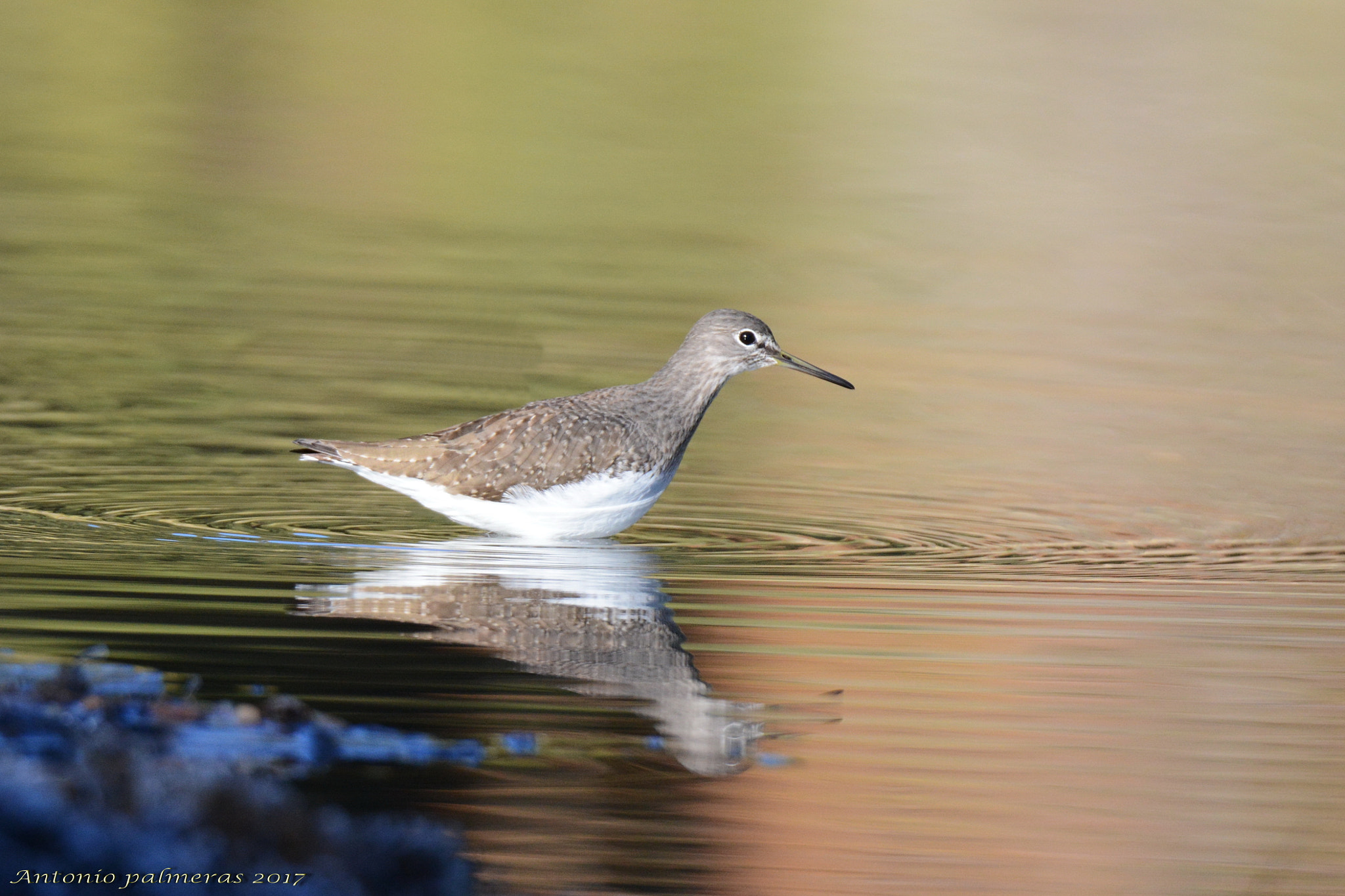 Nikon D7100 + Sigma 150-600mm F5-6.3 DG OS HSM | S sample photo. Andarríos grande (tringa ochropus) photography