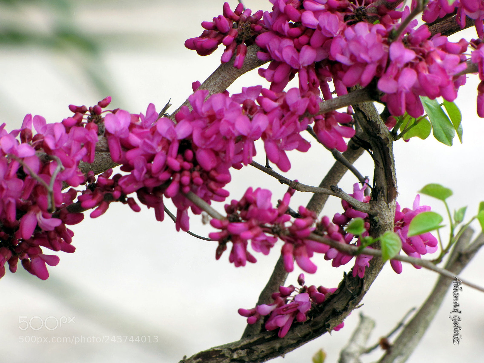 Canon PowerShot SX10 IS sample photo. Banafsh photography