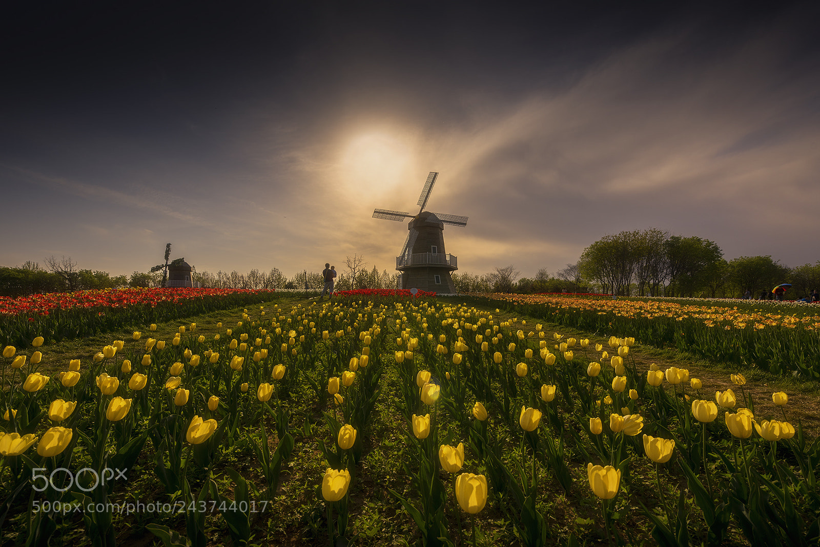 Nikon D810 sample photo. The windmill and tulips photography