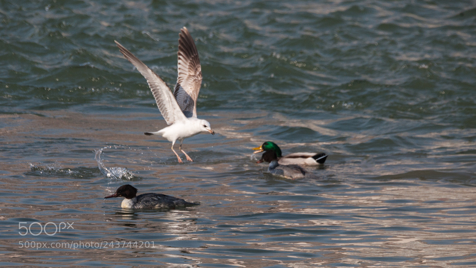 Nikon D3X sample photo. Hagdon play duck photography