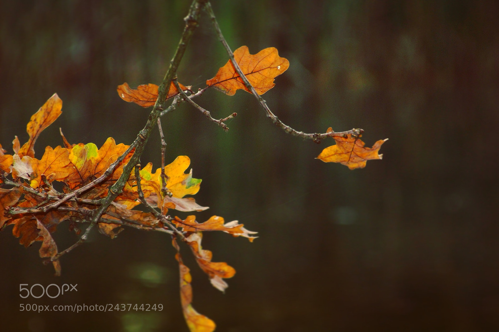 Canon EOS 100D (EOS Rebel SL1 / EOS Kiss X7) sample photo. Autumn leafs photography