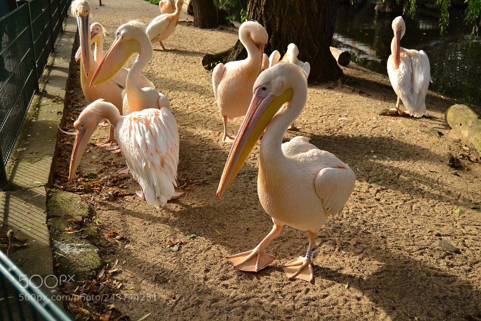 Nikon D3100 sample photo. Pelikane photography