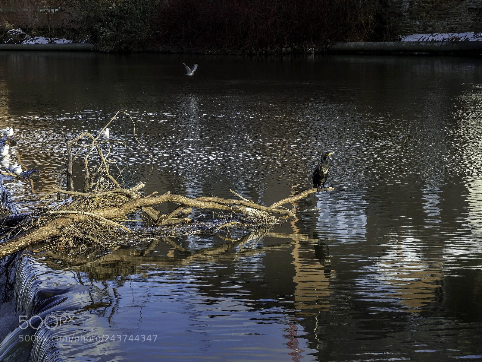 Panasonic Lumix DMC-GX8 sample photo. Cormorant standing on a photography