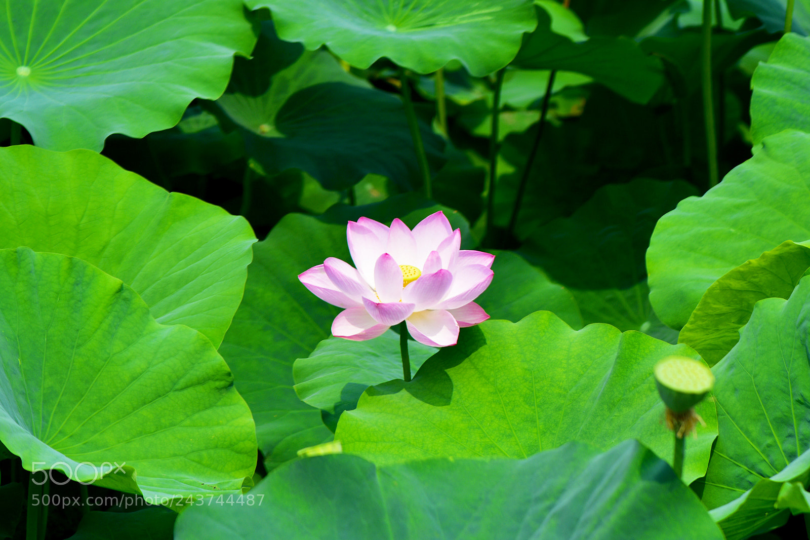 Nikon D810 sample photo. 荷花 photography