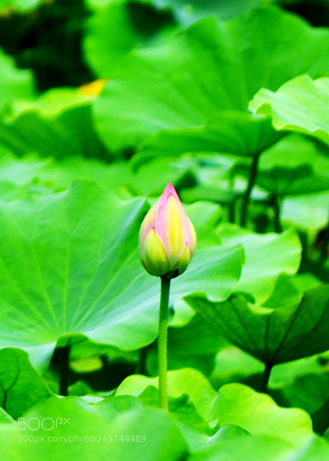 Nikon D810 sample photo. 荷花兄弟 photography