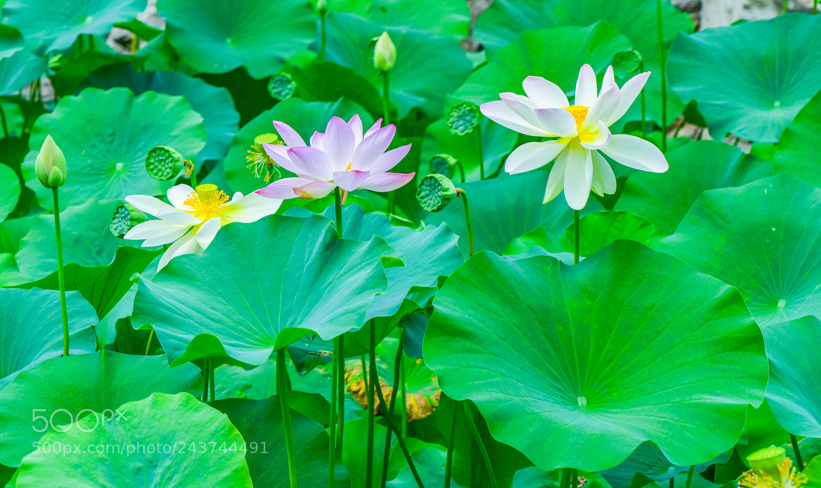 Nikon D810 sample photo. 川西 photography