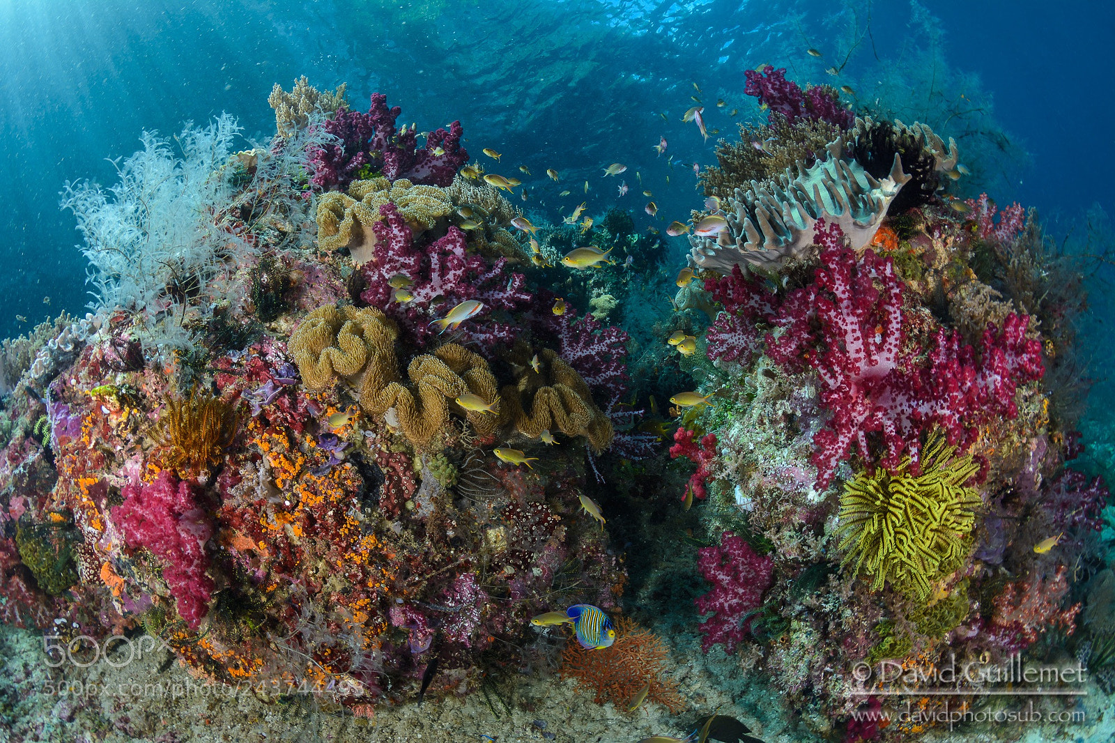 Nikon D7100 sample photo. Colorful raja ampat photography