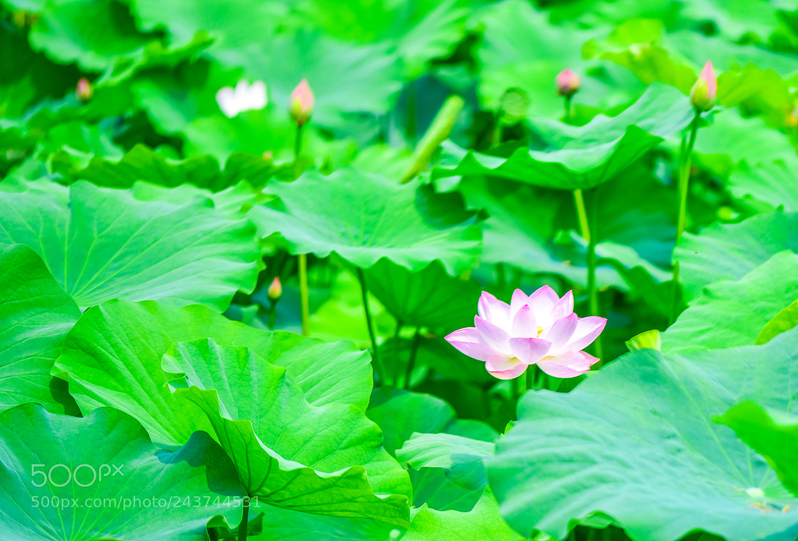 Nikon D810 sample photo. 荷花 photography