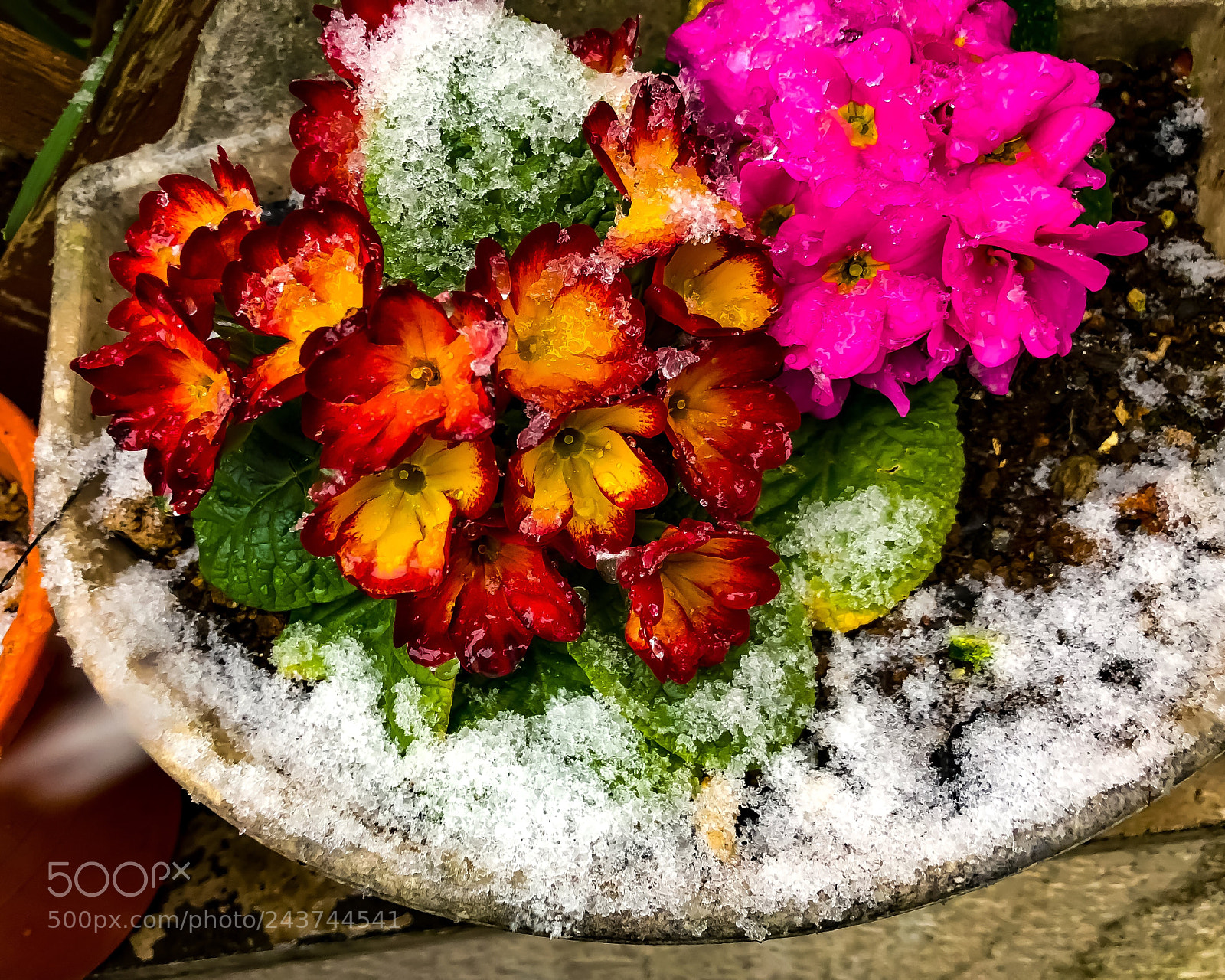 Apple iPhone 8 Plus sample photo. Frozen flowers photography