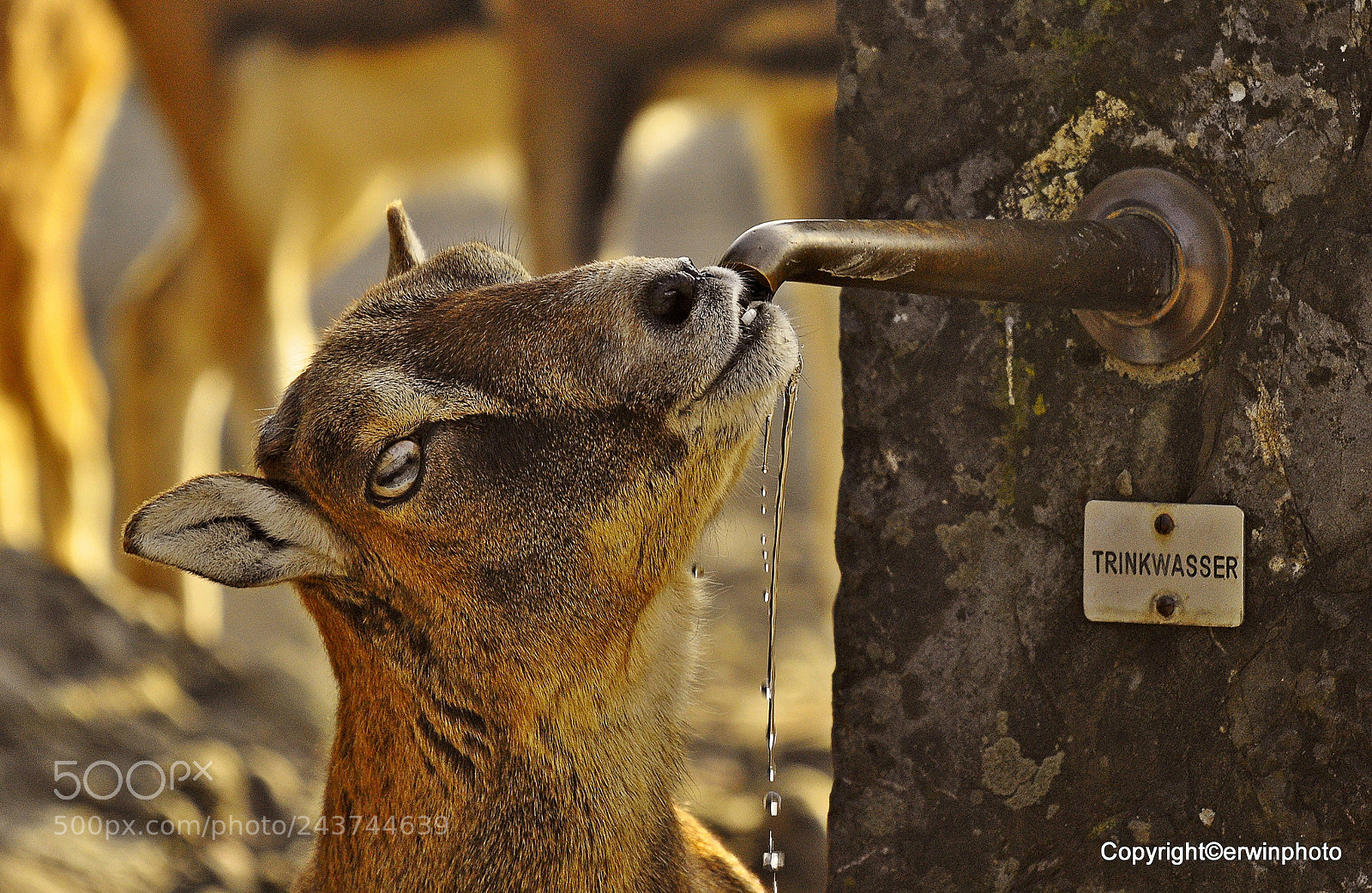 Nikon D5000 sample photo. Diese geiss kann lesen.... photography