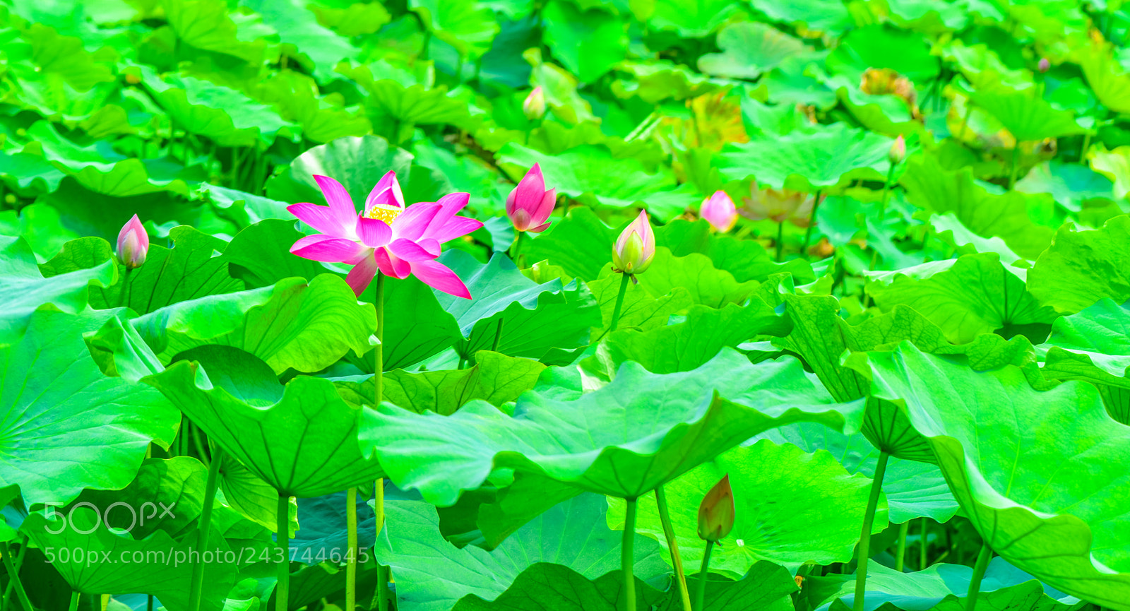 Nikon D810 sample photo. 荷叶从中一点红 photography