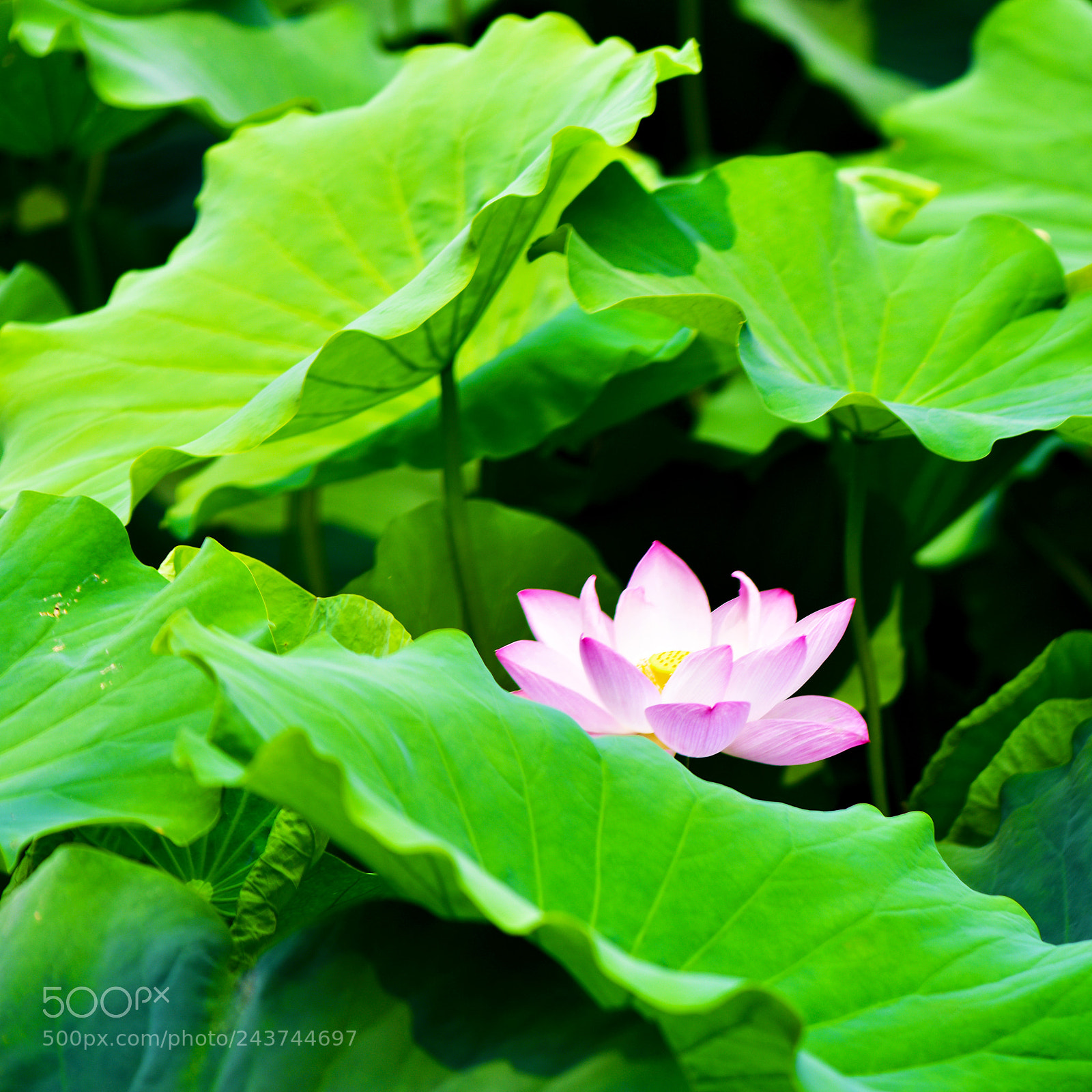 Nikon D810 sample photo. 犹抱琵琶 photography