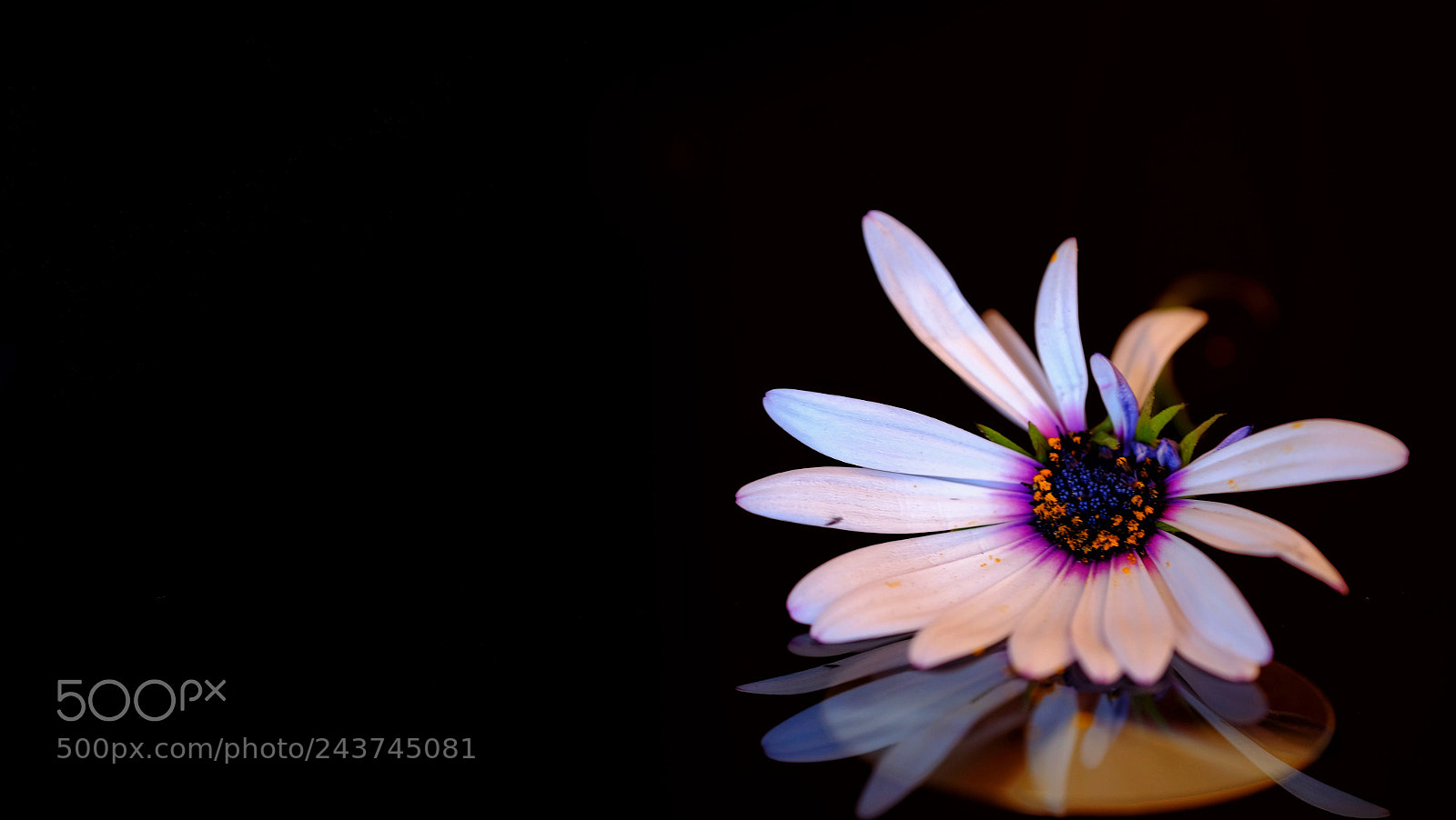Fujifilm X-T1 sample photo. Reflection photography