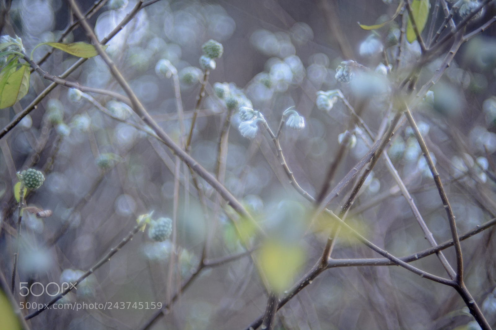 Nikon D7100 sample photo. Moyamoya photography