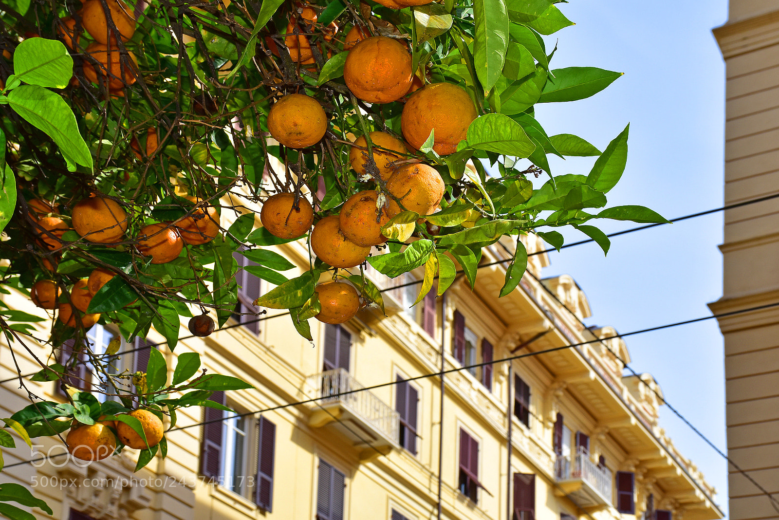 Nikon D7200 sample photo. Oranges in the city photography