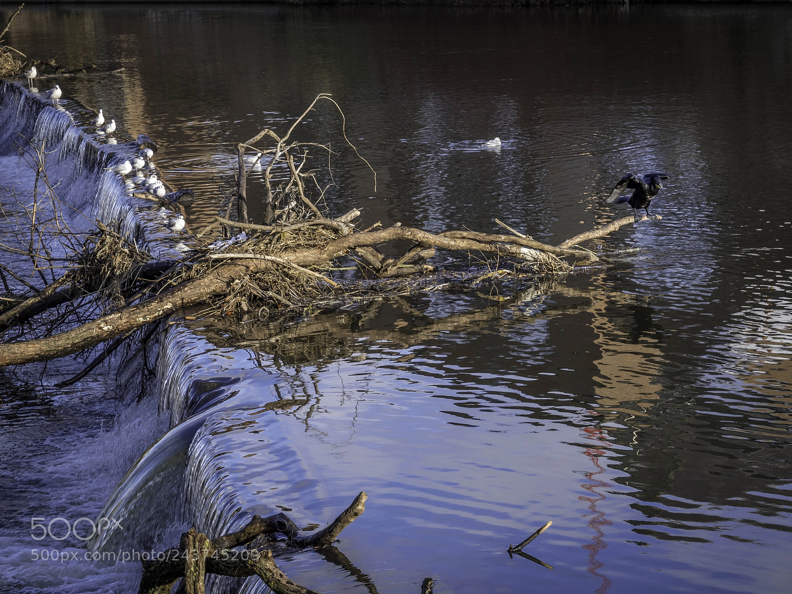 Panasonic Lumix DMC-GX8 sample photo. Cormorant standing on a photography