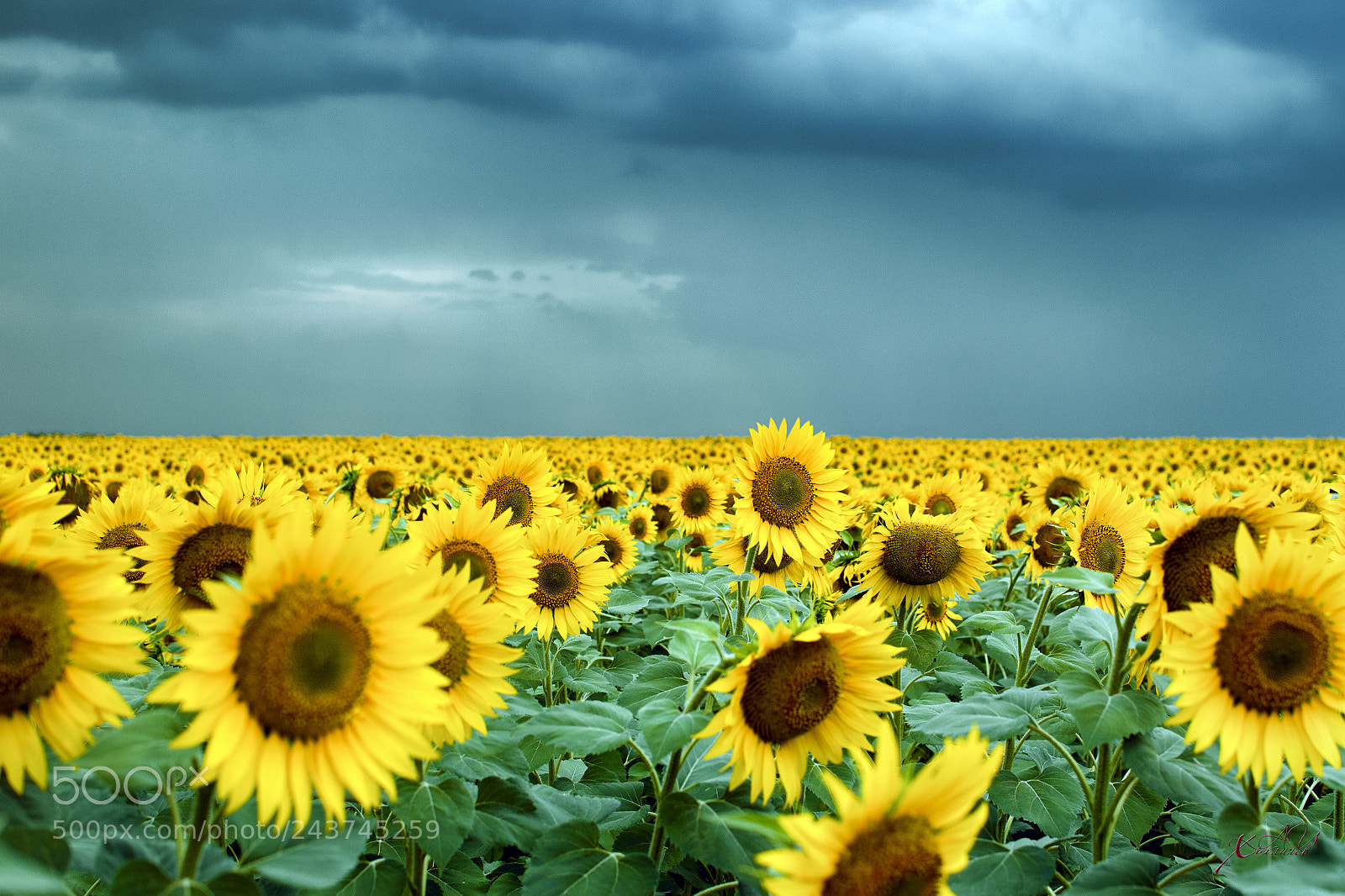Nikon D3100 sample photo. как смарт объект photography