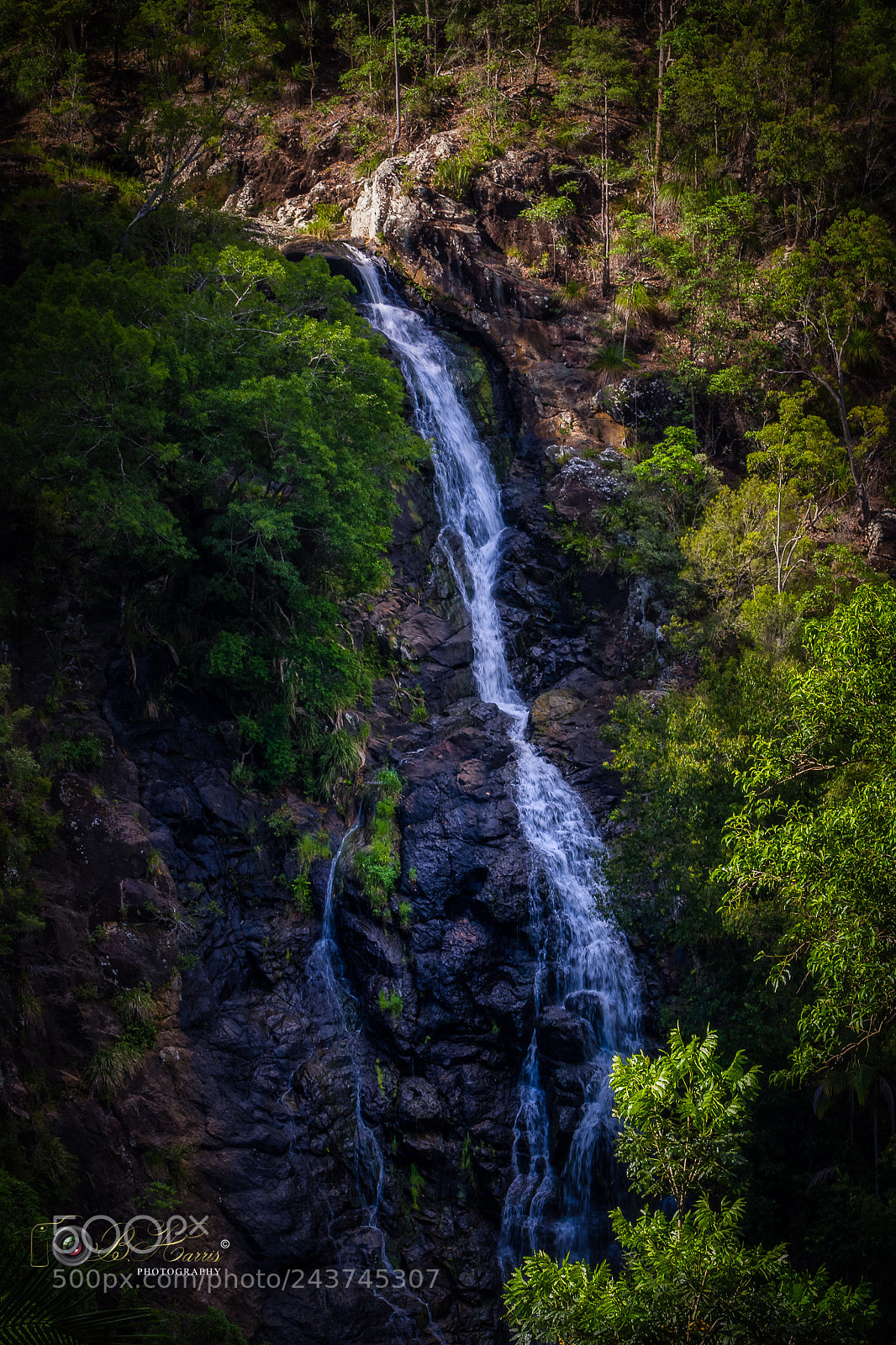 Sony a7 II sample photo. "kondalilla " photography