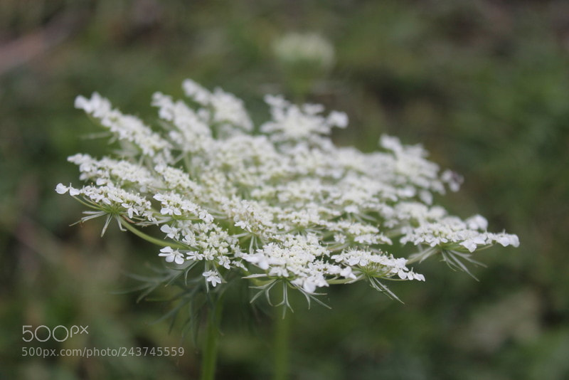 Canon EOS 1100D (EOS Rebel T3 / EOS Kiss X50) sample photo. Flower photography