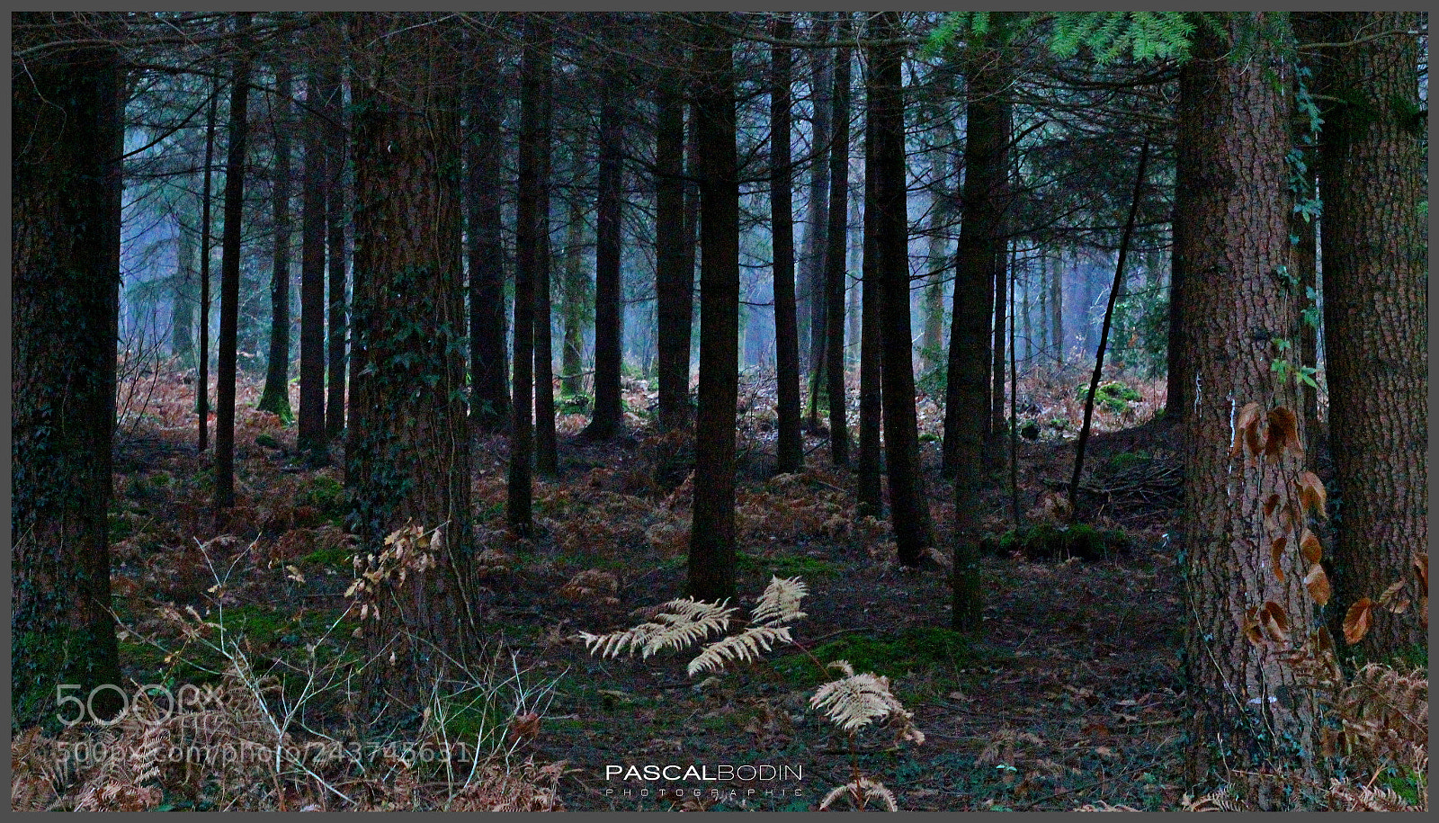 Canon EOS 60D + Canon EF 50mm F1.8 STM sample photo. Brume de forêt photography
