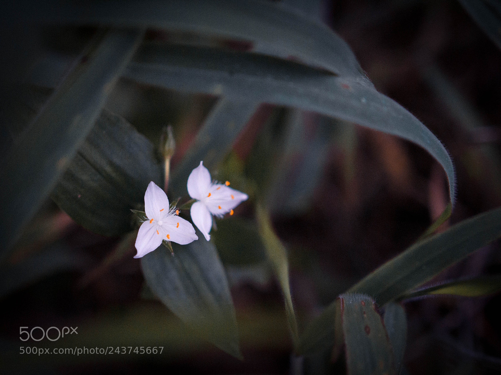 Canon EOS 60D sample photo. Untitled photography