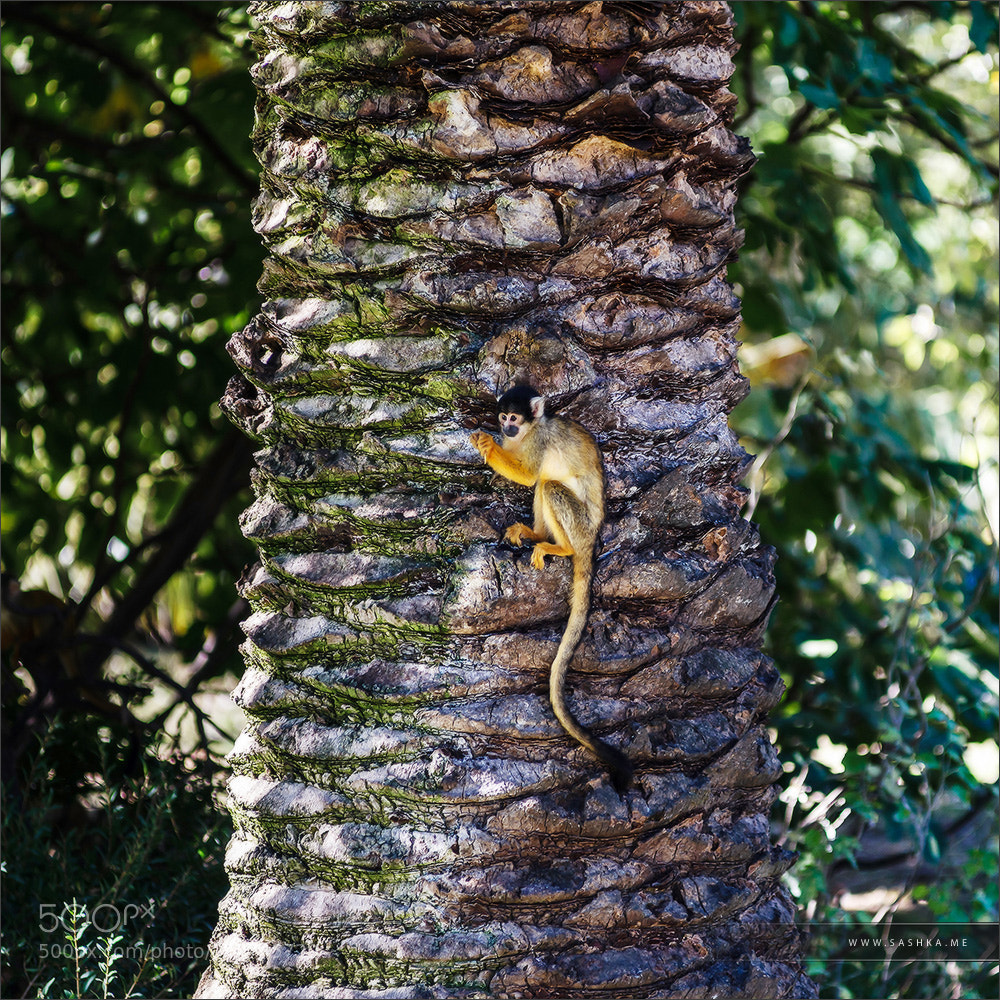 Sony Alpha a99 sample photo. Adorable little monkey sitting photography