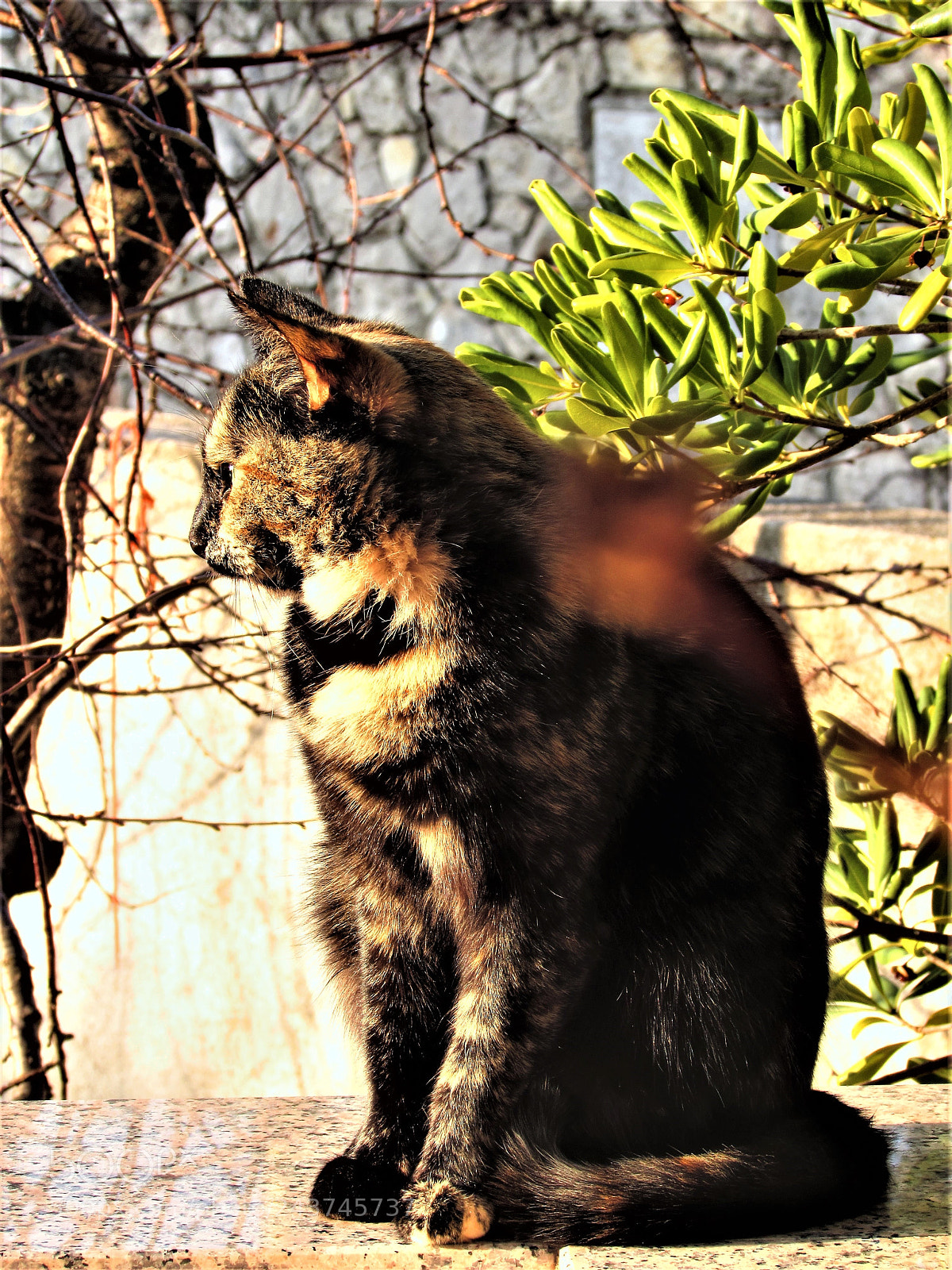 Canon PowerShot SX510 HS sample photo. Mrm@ ''morning chill'' photography