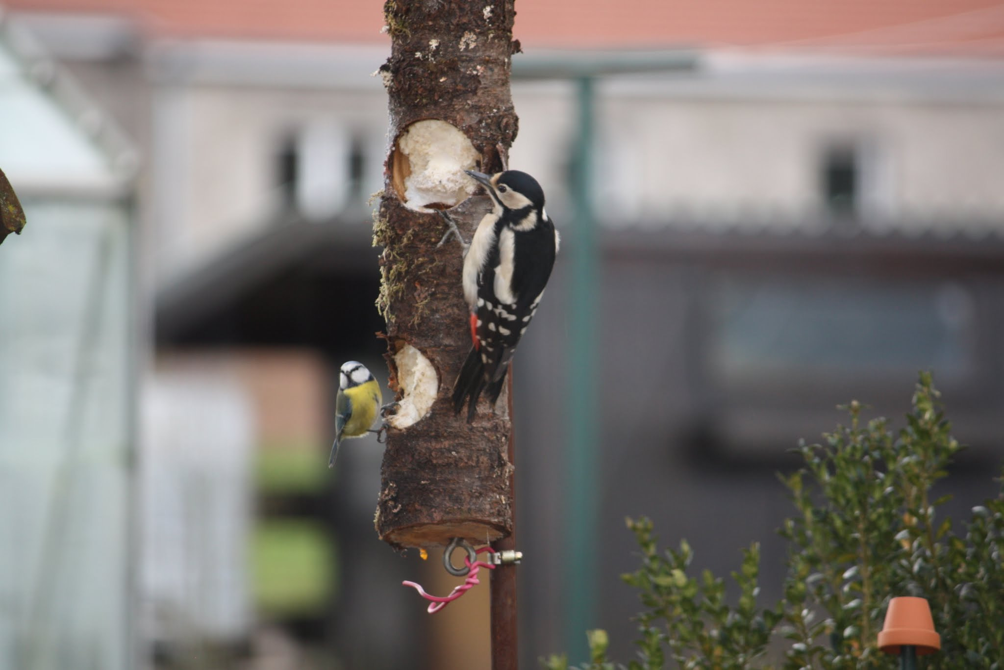 Canon EF-S 55-250mm F4-5.6 IS sample photo
