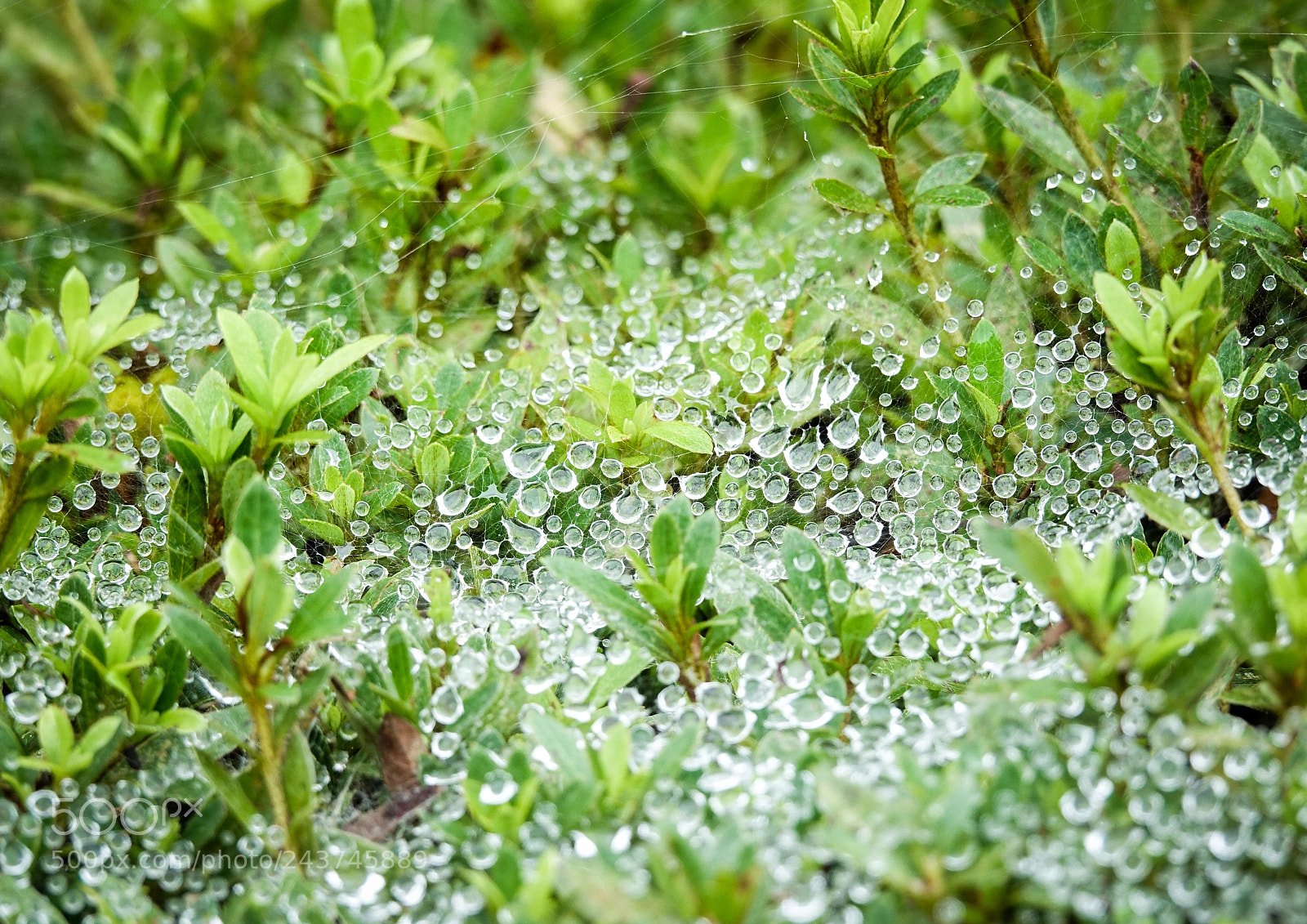 Sony Cyber-shot DSC-RX10 III sample photo. Early morning dew on photography