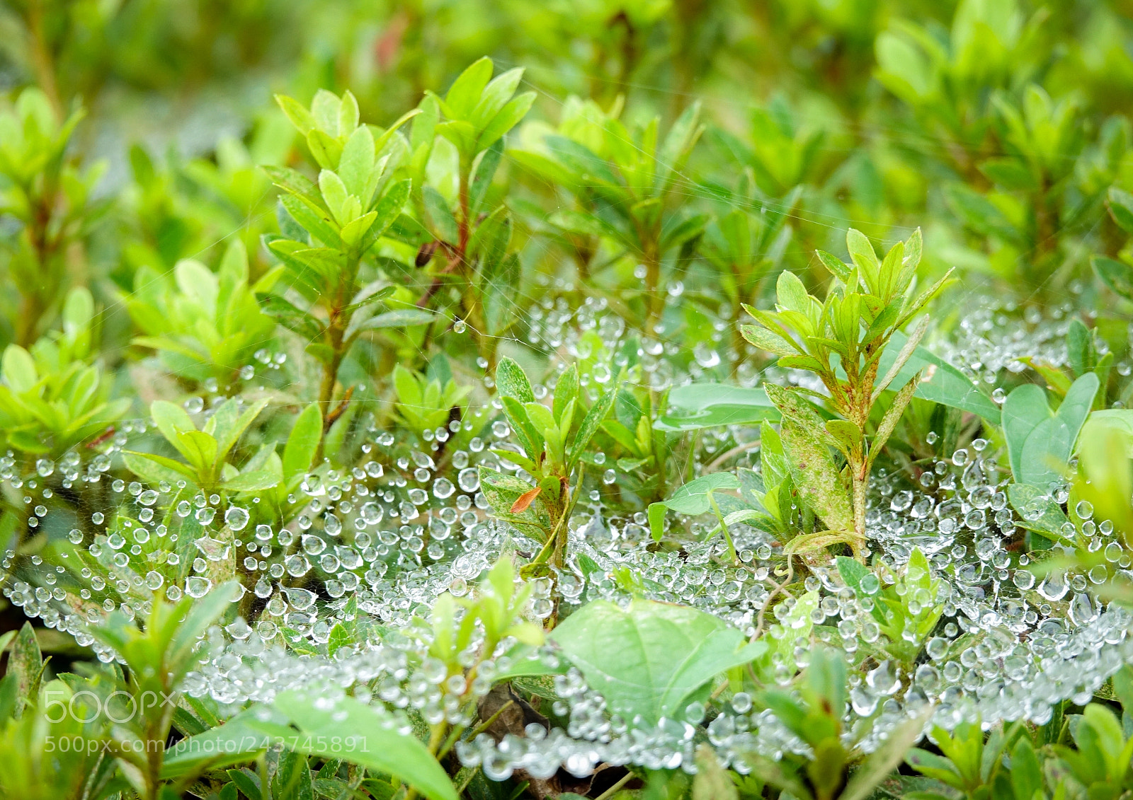 Sony Cyber-shot DSC-RX10 III sample photo. Early morning dew on photography