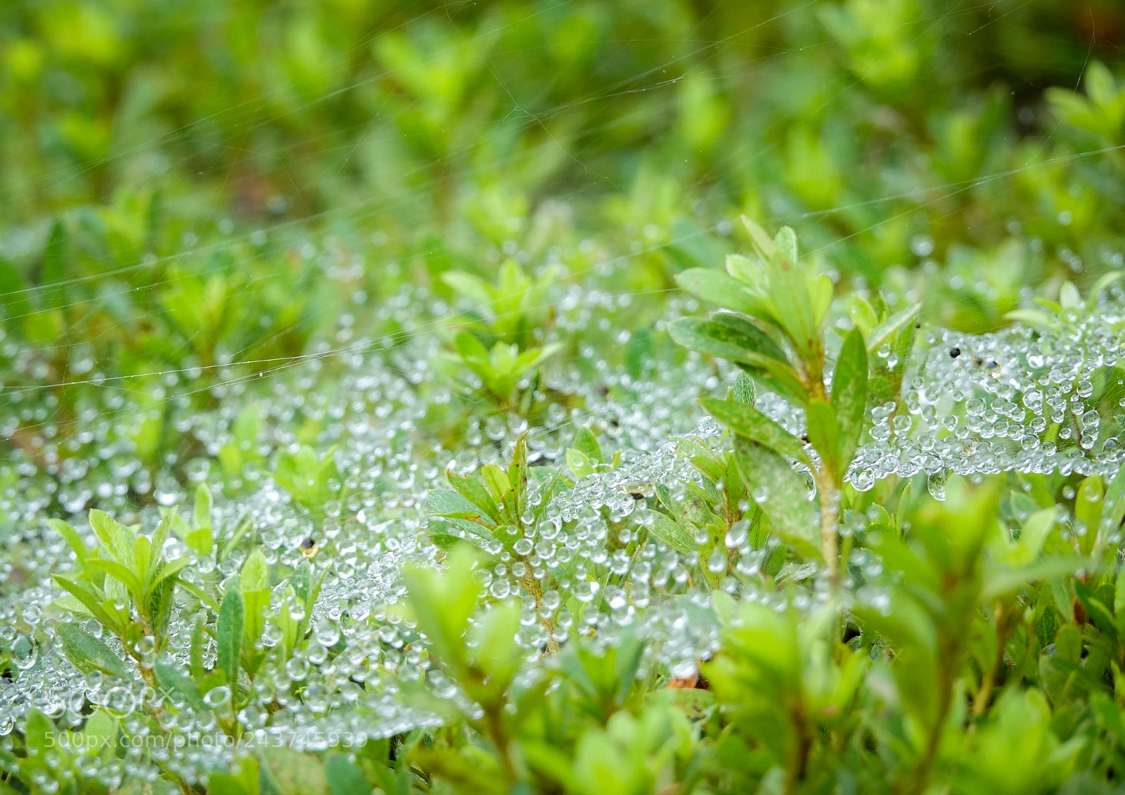 Sony Cyber-shot DSC-RX10 III sample photo. Early morning dew on photography