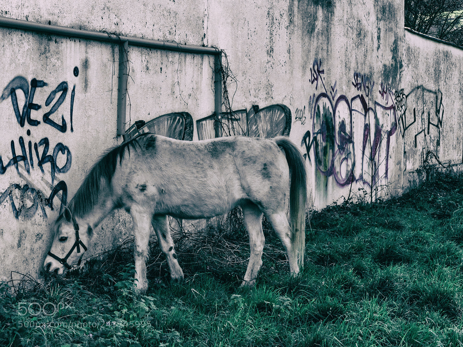 Panasonic Lumix DMC-FZ1000 sample photo. Urban horse photography