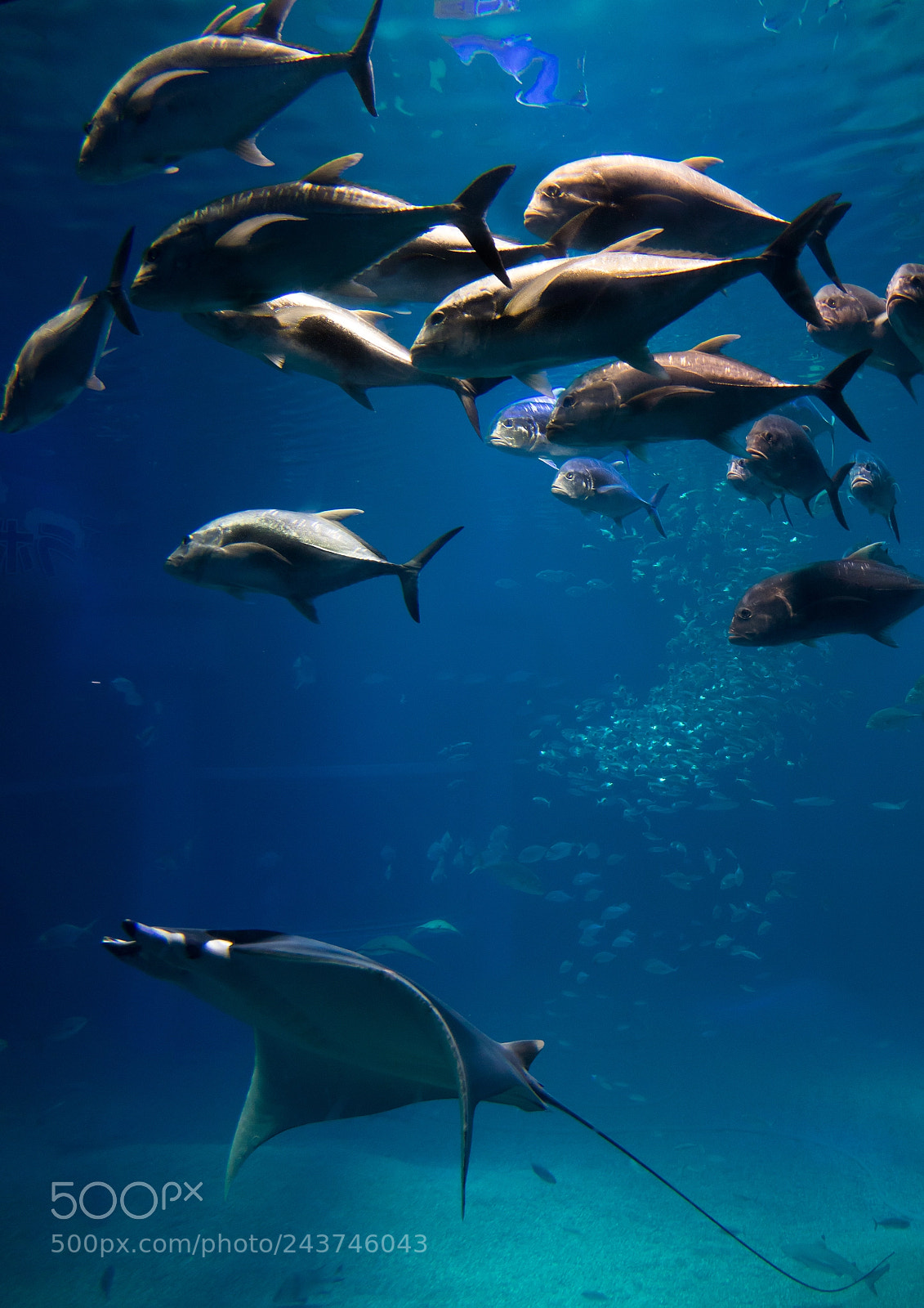 Sony Cyber-shot DSC-RX10 III sample photo. Manta rays and fishes photography
