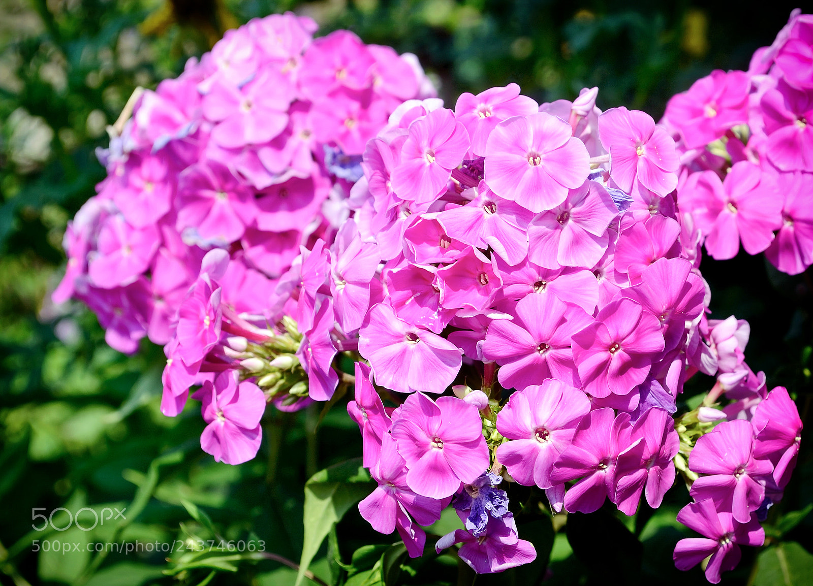 Nikon D3100 sample photo. Phloxes photography