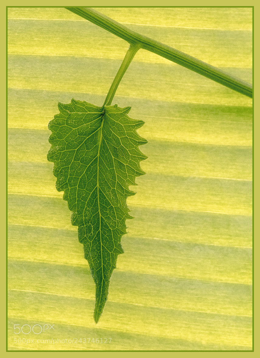 Canon EOS 7D Mark II sample photo. Leaf photography
