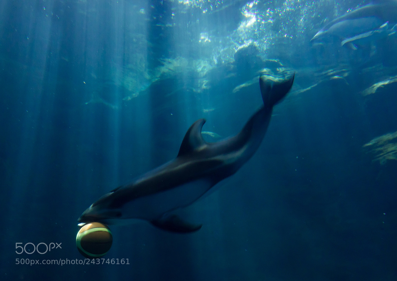 Sony Cyber-shot DSC-RX10 III sample photo. Close-up of a dolphin photography