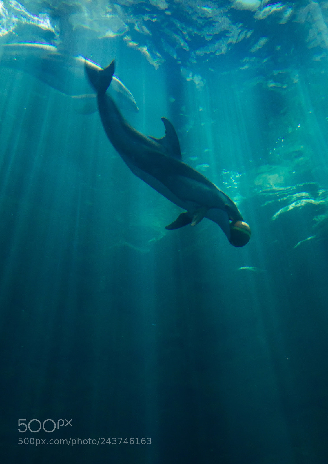 Sony Cyber-shot DSC-RX10 III sample photo. Close-up of a dolphin photography