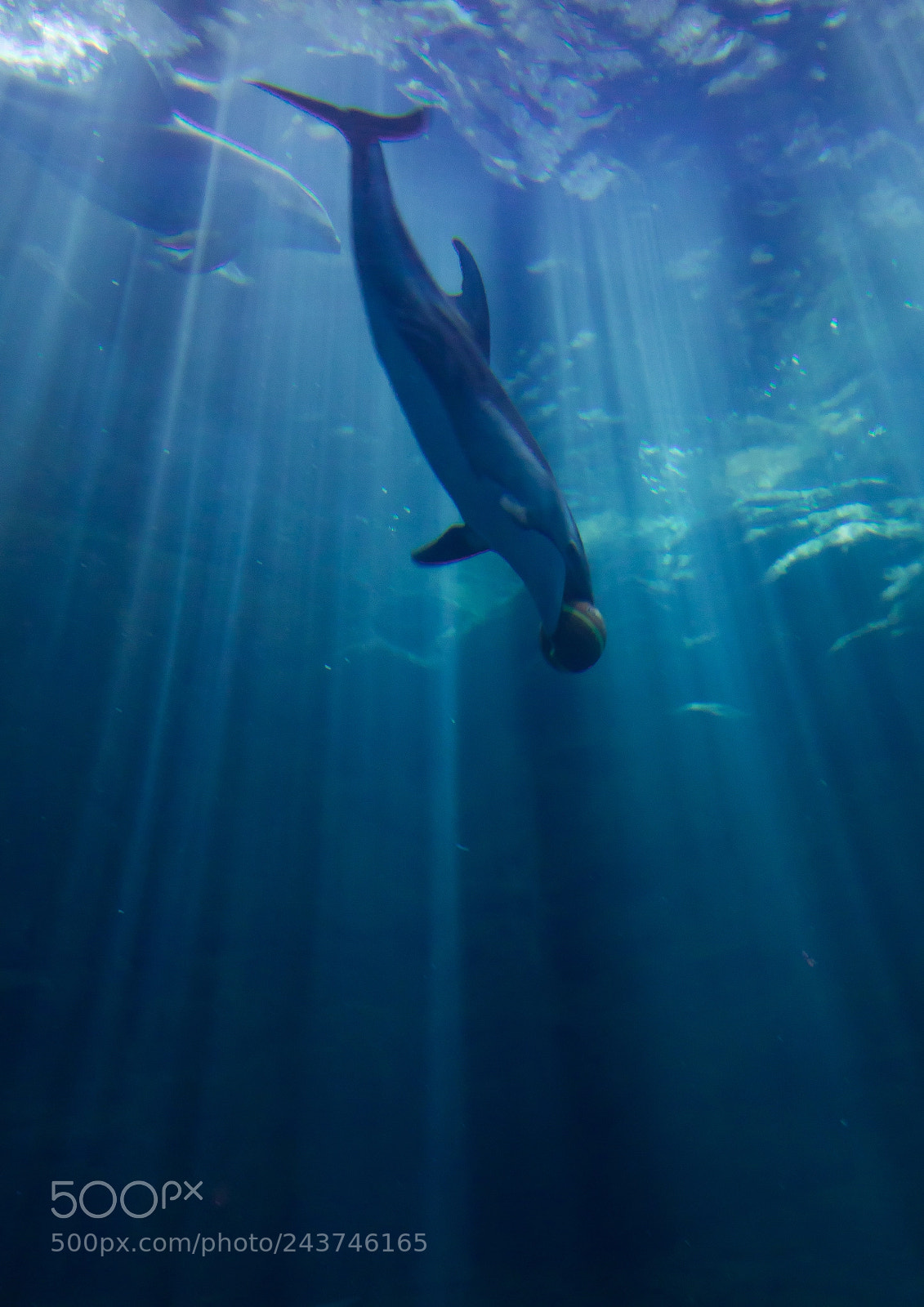 Sony Cyber-shot DSC-RX10 III sample photo. Close-up of a dolphin photography
