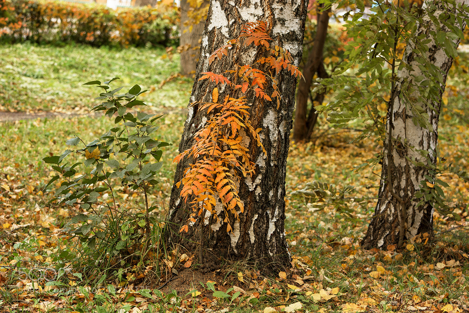 Nikon D7100 sample photo. Осенней нежности штрихи... photography