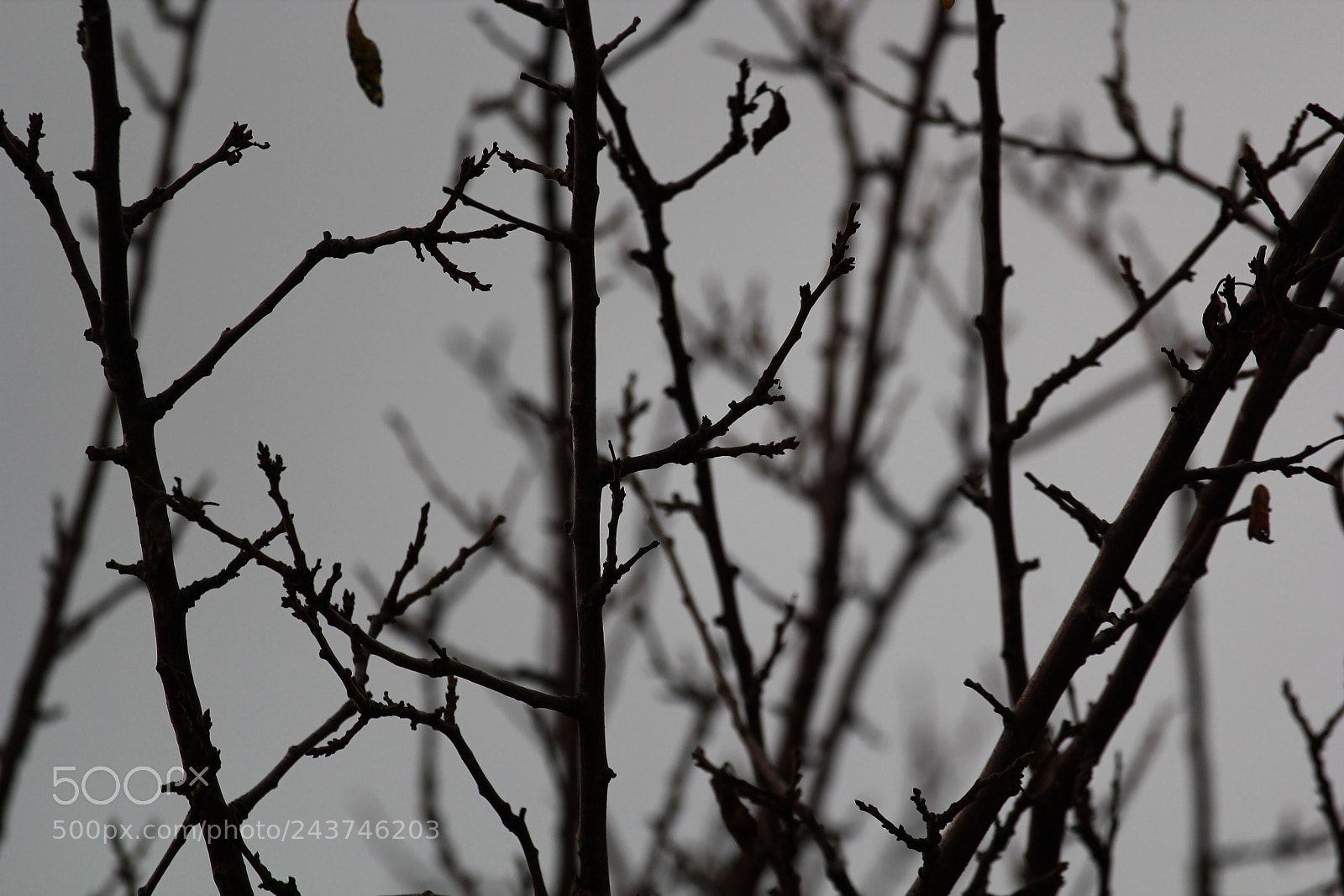 Canon EOS 550D (EOS Rebel T2i / EOS Kiss X4) sample photo. Fall photography
