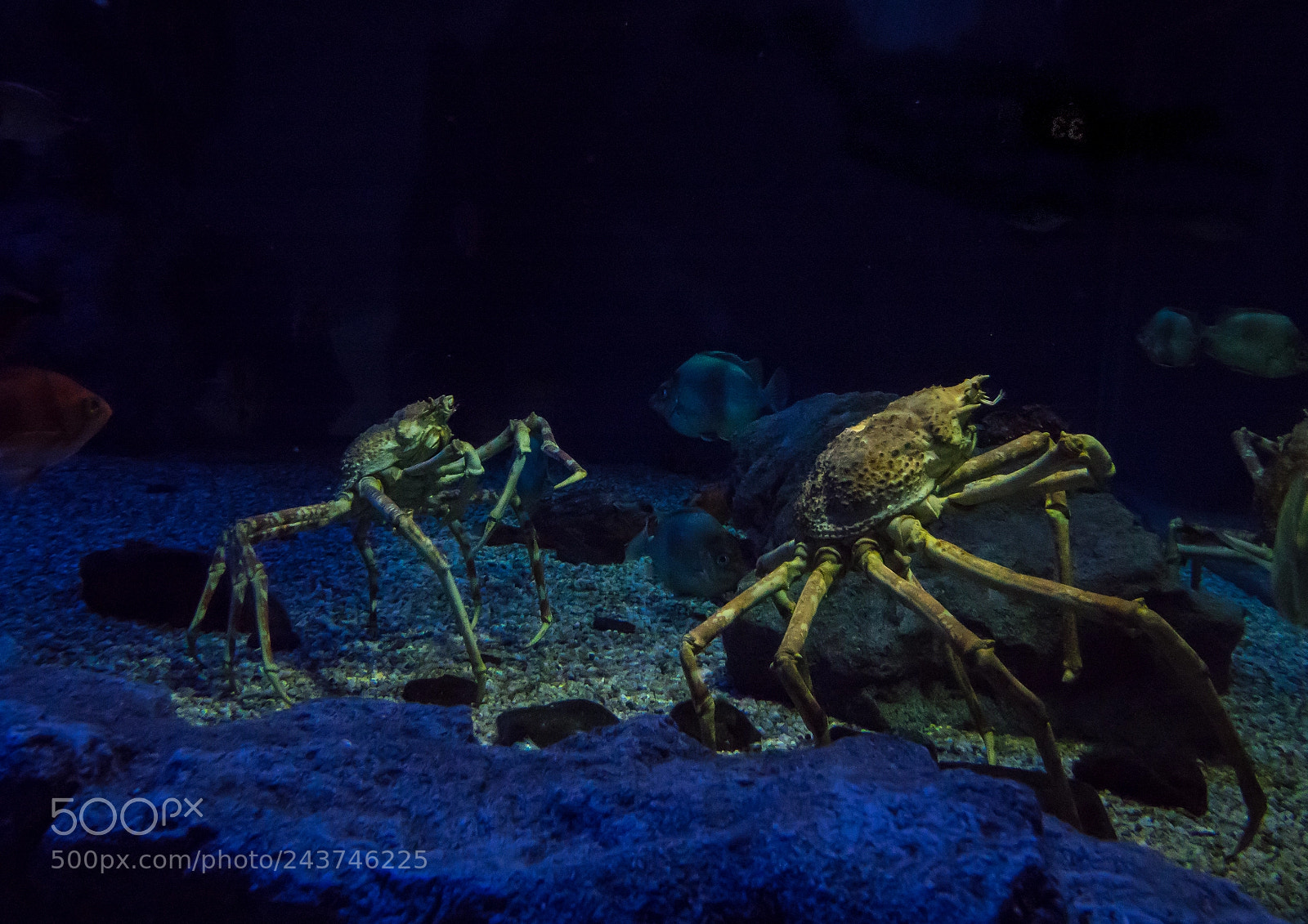 Sony Cyber-shot DSC-RX10 III sample photo. Close-up of giant crabs photography