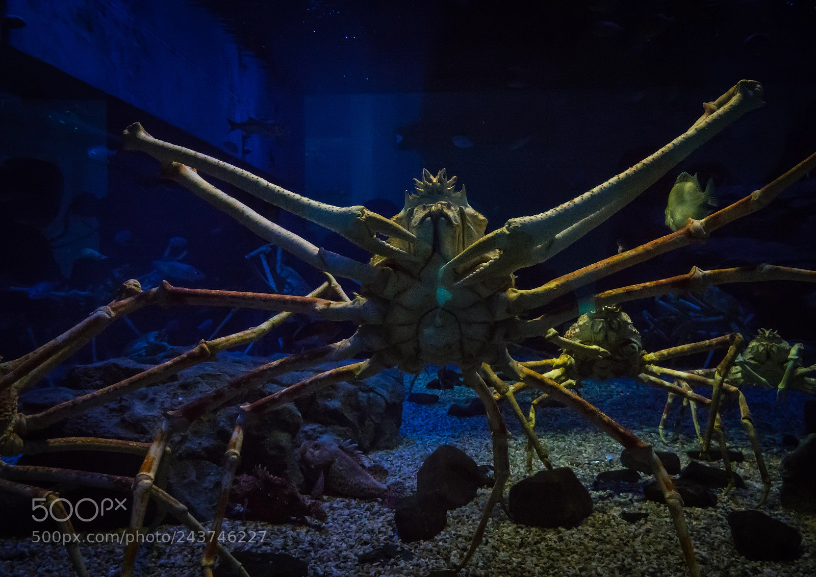 Sony Cyber-shot DSC-RX10 III sample photo. Close-up of giant crabs photography