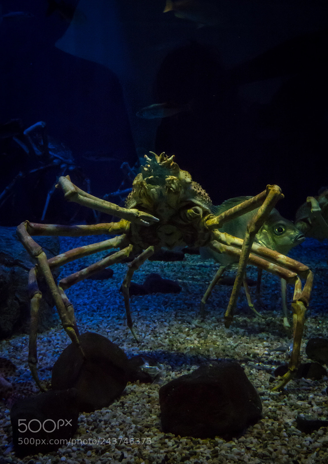 Sony Cyber-shot DSC-RX10 III sample photo. Close-up of giant crabs photography