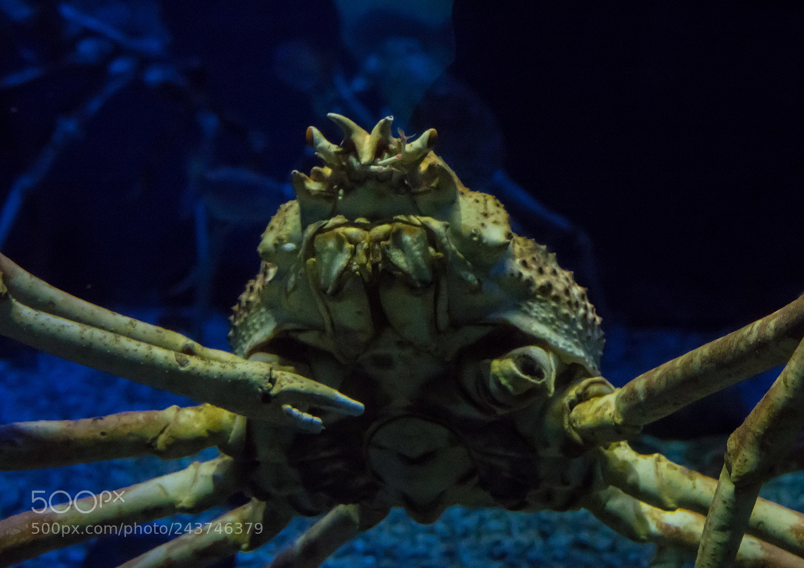 Sony Cyber-shot DSC-RX10 III sample photo. Close-up of giant crabs photography